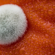 Imagen para el artículo titulado Las fotos ganadoras del concurso de microfotografía Nikon Small World te harán dudar de la realidad